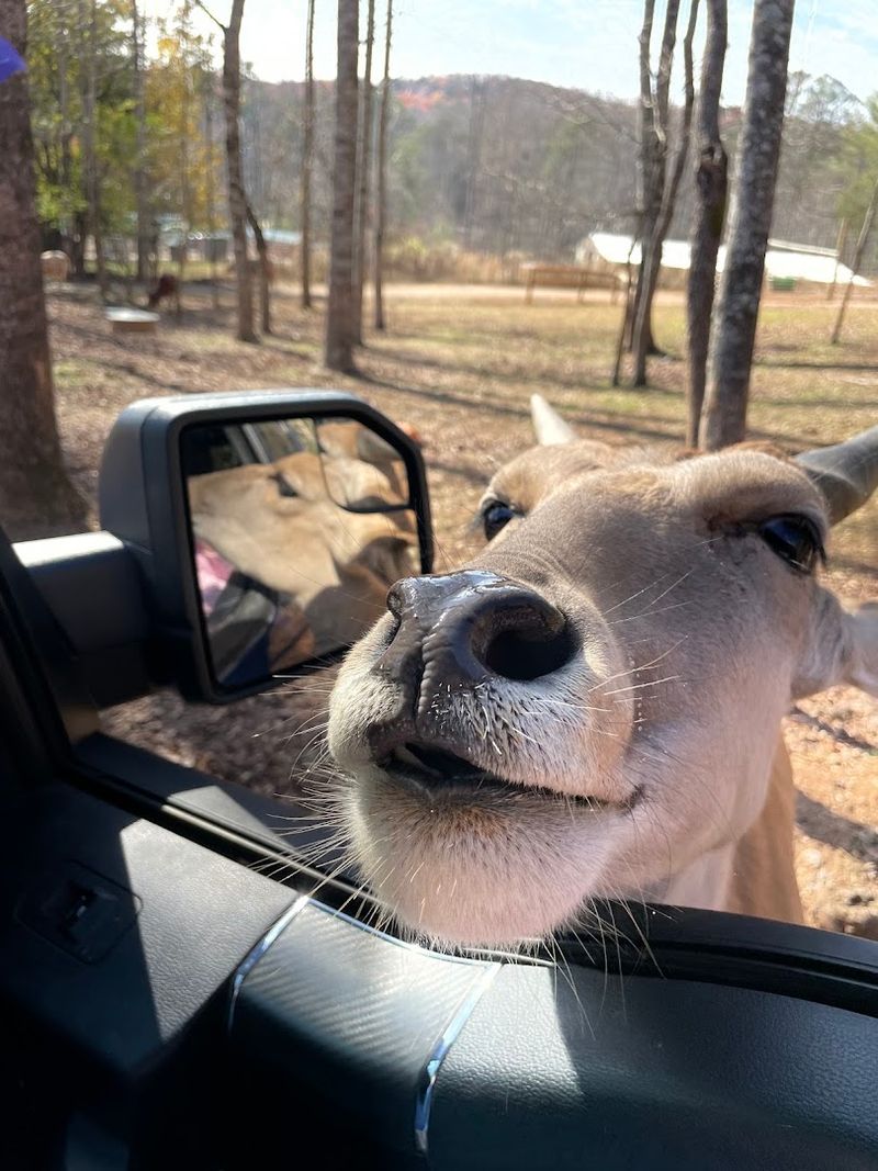 The Bush Drive Adventure for a Truly Close-Up Encounter