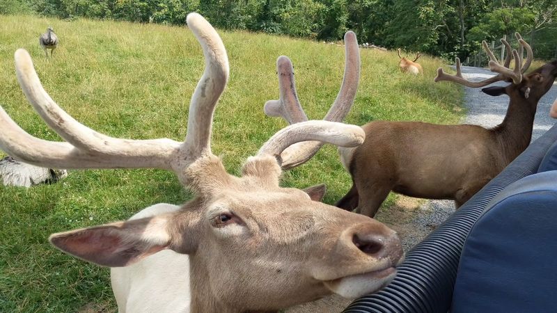 Animal Encounters Feel Surprisingly Close