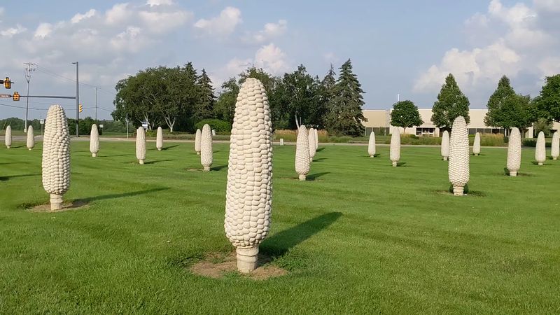 The Field of Corn - Dublin, Ohio