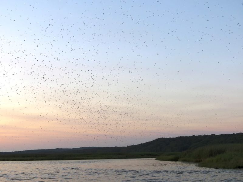 The Sunset Swallow Spectacle