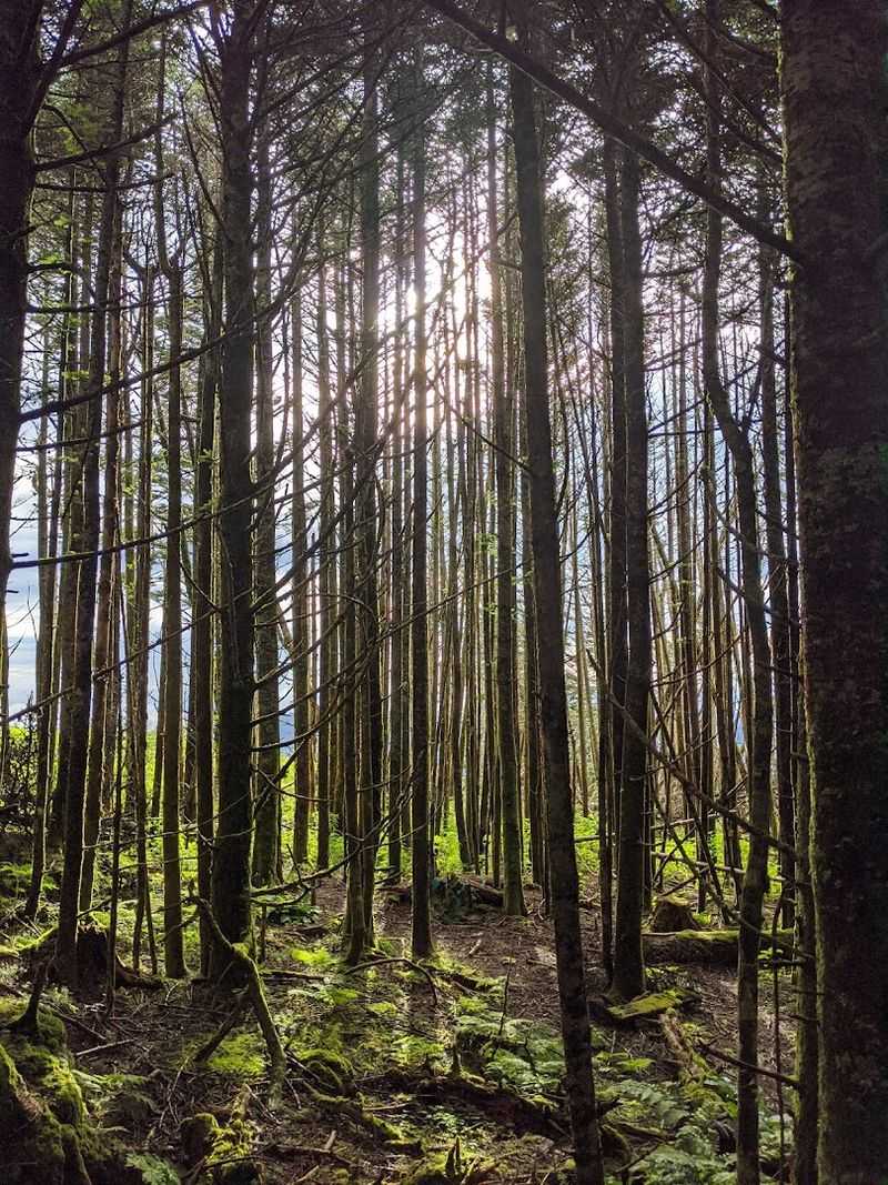 The Unique Spruce-Fir Forest