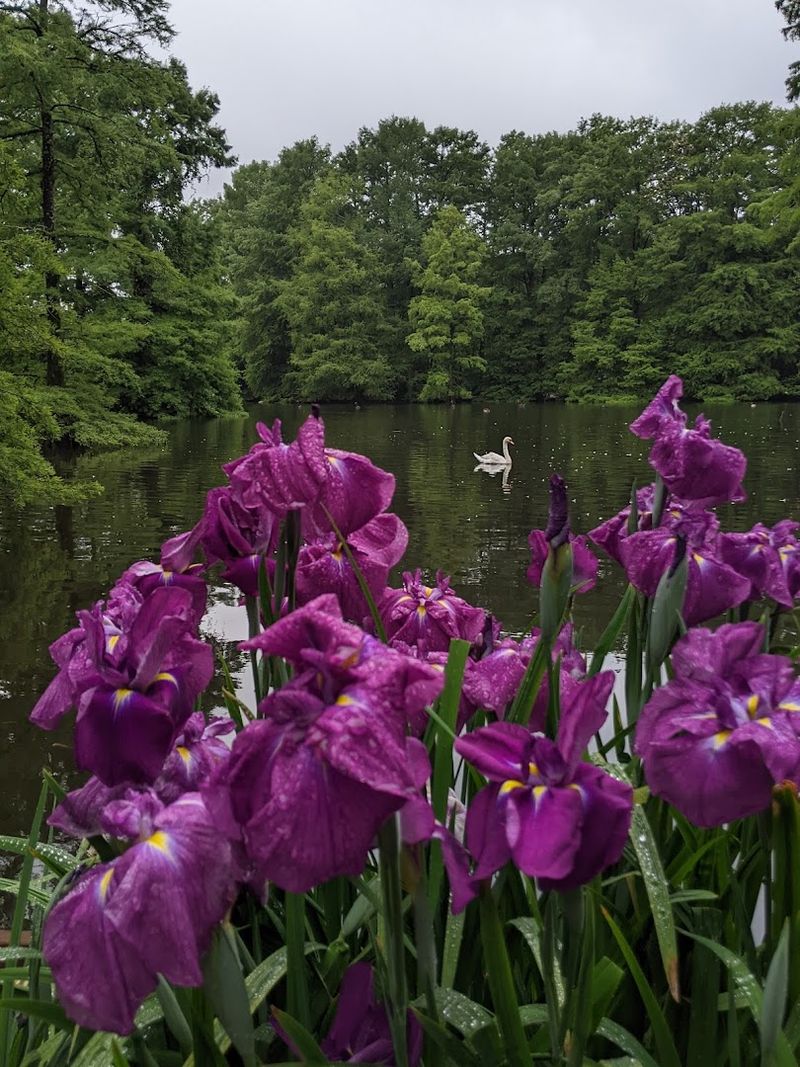 The Iris Legacy Adds a Layer of Botanical Drama