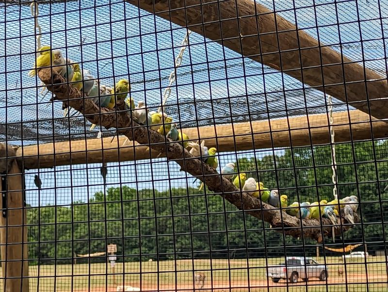 Do Not Skip The Parakeet Aviary