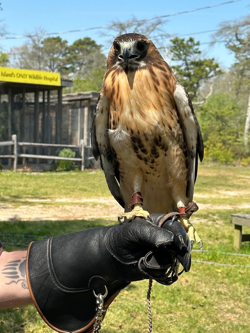 Evelyn Alexander Wildlife Rescue Center - Hampton Bays