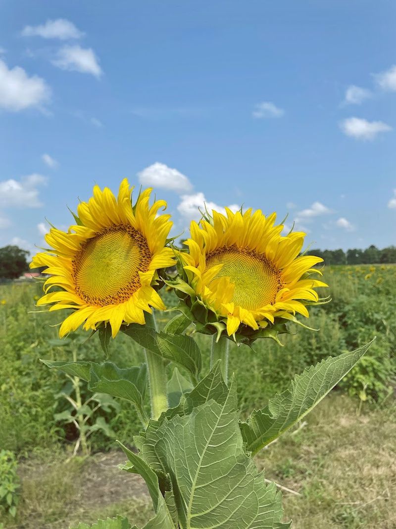 Ottawa Farms