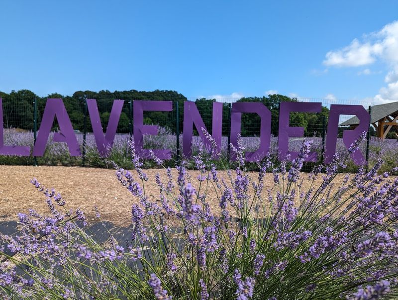 Lavender By The Bay