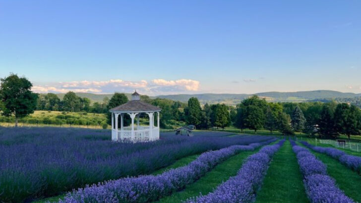 These 10 New York Lavender Farms Make You Forget You&rsquo;re In One of America&rsquo;s Busiest States