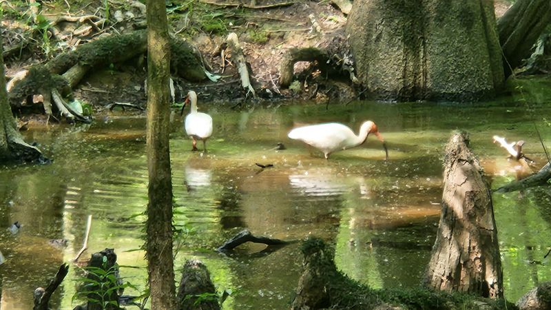 Congaree National Park - Hopkins, Richland County