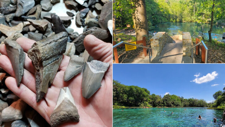 These 11 Florida Rivers And Beaches Are Famous For Fossil Hunting