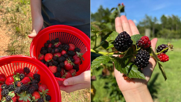 These 11 Georgia Berry-Picking Spots Are Packed With Fresh Summer Flavor