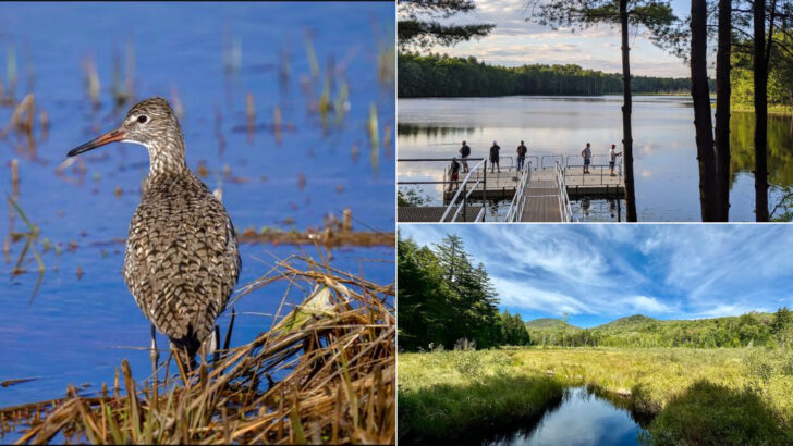 These 11 Massachusetts Wildlife Parks Are Worth Planning A Weekend Around