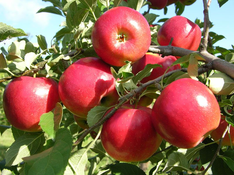 Crane's Orchards, Fennville, Allegan County