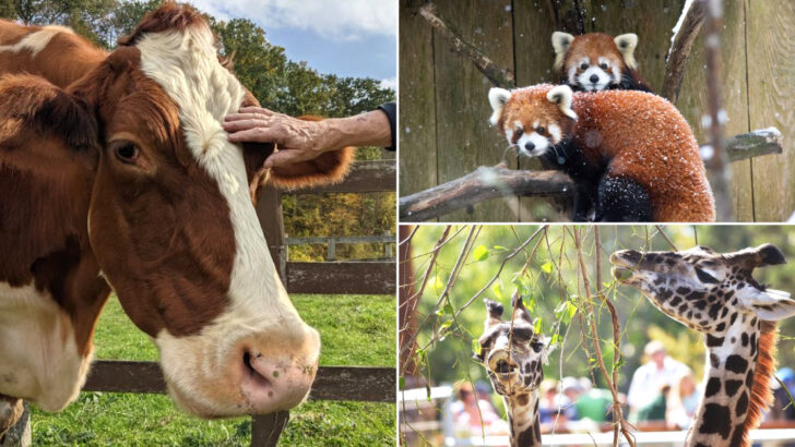 These 11 New York Animal Attractions Made Us Feel Like Curious Kids Again