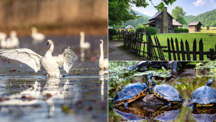 These 11 North Carolina Wildlife Parks Keep Families Coming Back Year After Year