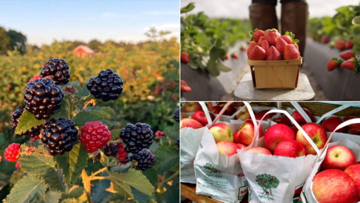 These 11 Ohio Berry-Picking Spots Are Perfect For A Weekend Adventure