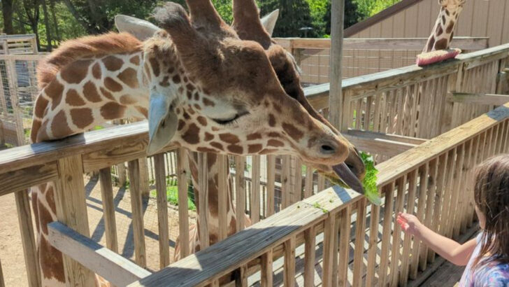 These 11 Pennsylvania Wildlife Parks Came Out On Top For Family Days Out