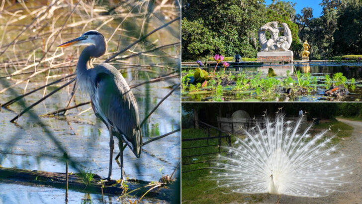 These 11 South Carolina Animal Attractions Make a Perfect Family Day Out