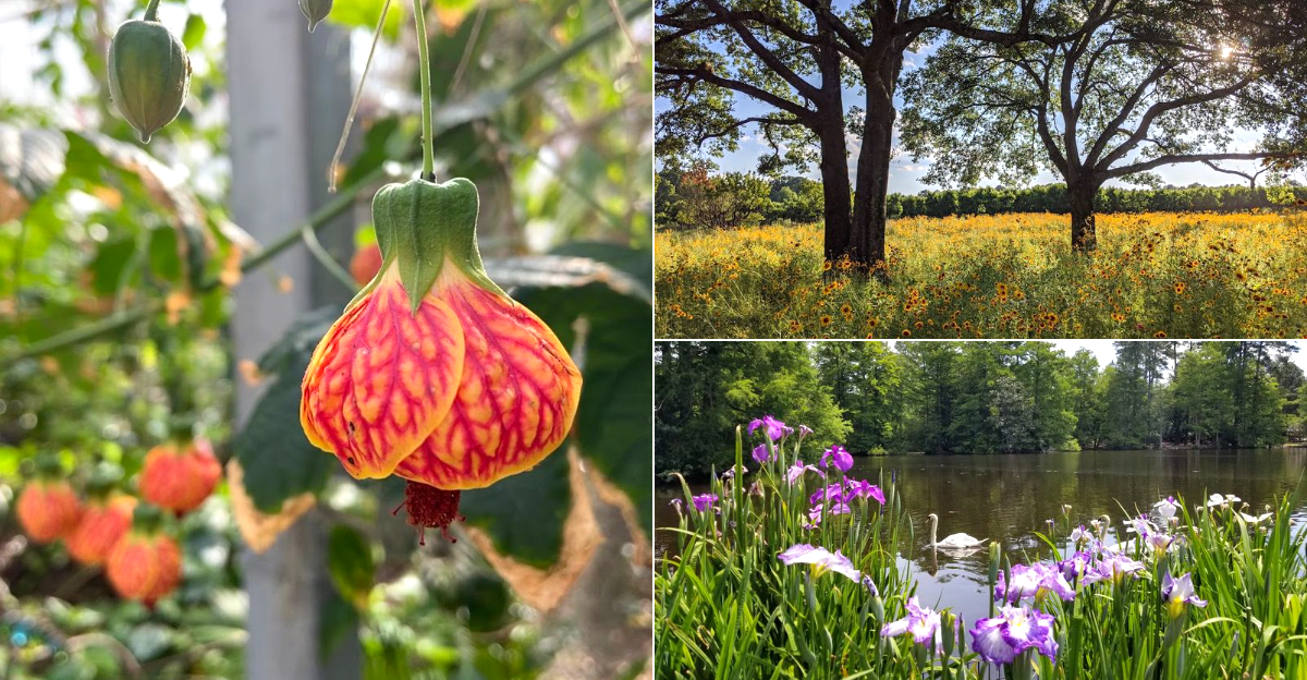 These 11 South Carolina Gardens Are Every Bit as Beautiful as the Famous Ones