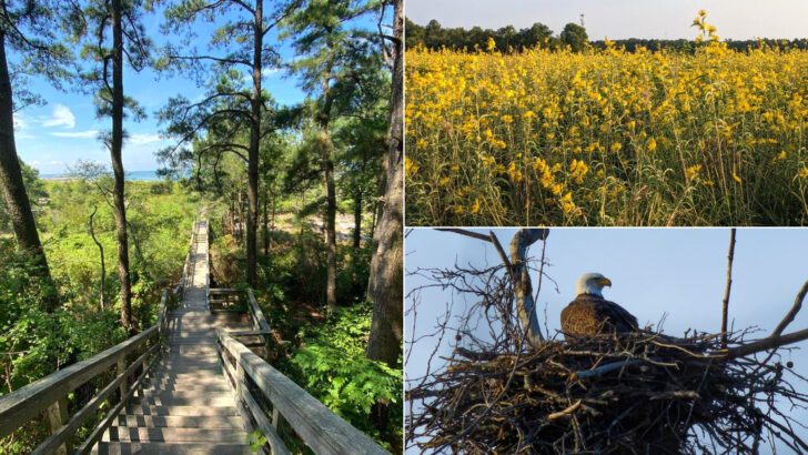 These 11 Virginia Wildlife Parks Make It Easy To Spend A Whole Day Outdoors
