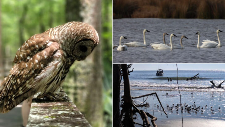 These 12 South Carolina Wildlife Sanctuaries Let You Get Closer to Nature Than You&rsquo;d Expect