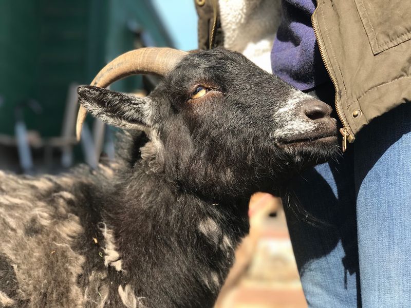 Catskill Animal Sanctuary, Saugerties, Ulster County