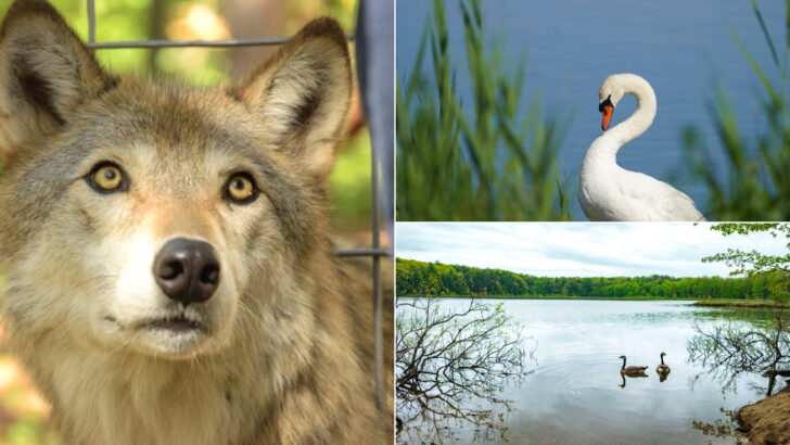 These 12 Wildlife Sanctuaries in New York Are Perfect When You Need a Quiet Escape
