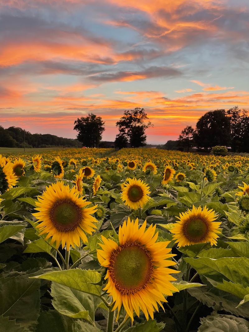 Dogwood Farm - Rougemont, Durham County