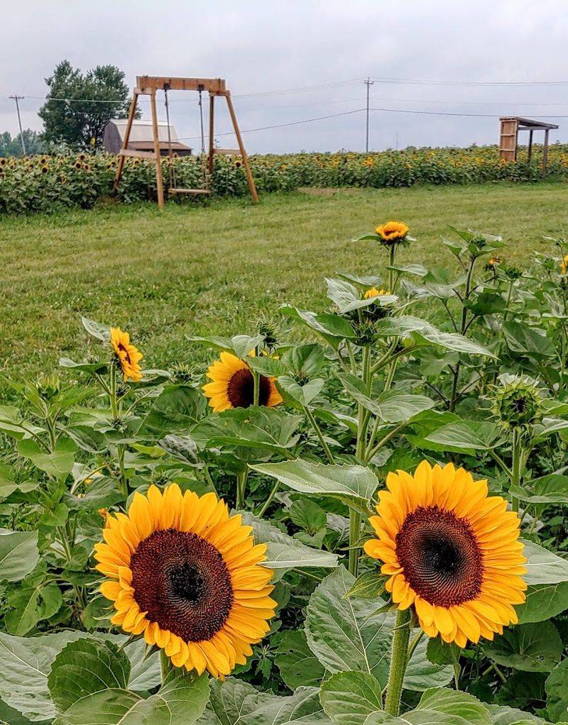 Lynd Fruit Farm - Mifflin Township, Licking County