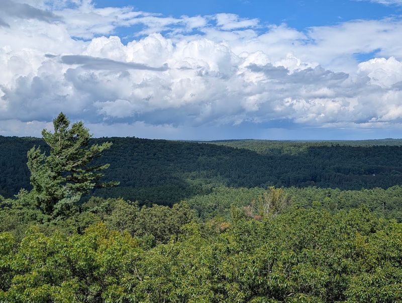 Cook Forest Is Far Bigger Than Many Visitors Realize