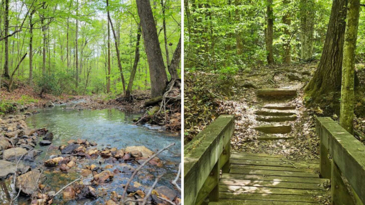 This Ancient North Carolina Forest Is Filled With Scenic Trails, Lakes, And Hidden Views