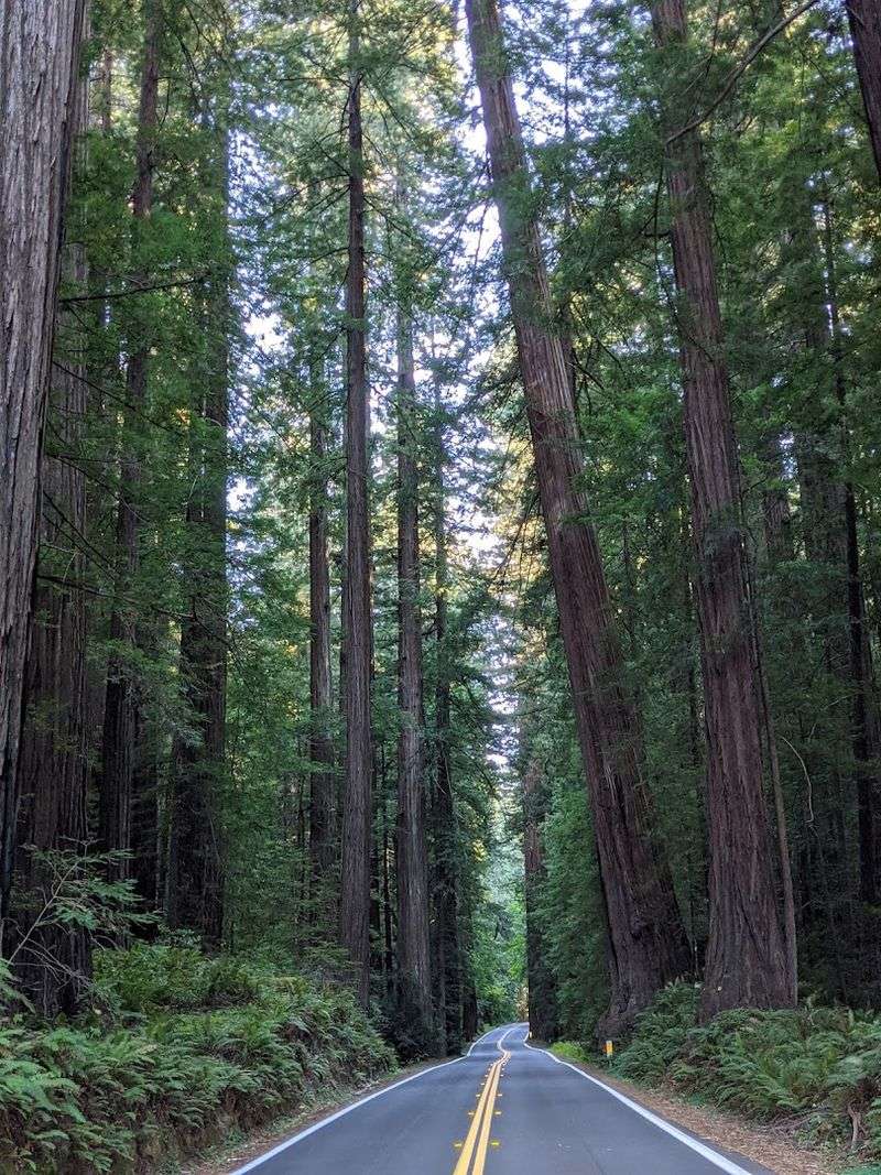 Entering the Avenue of the Giants