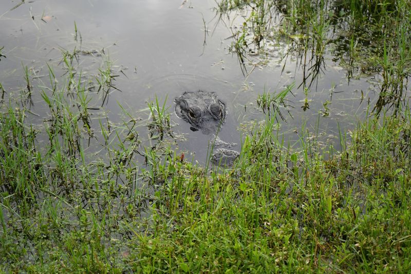 A Slow Ride Means More Gator Sightings