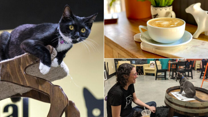 This Florida Cafe Lets You Sip Coffee While Surrounded By Cats