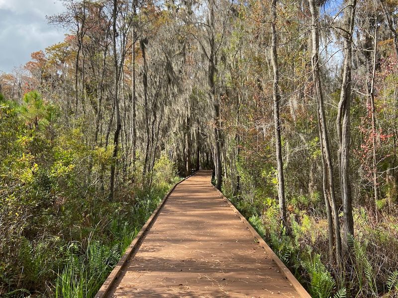 A Walk Into One of America's Largest Swamps