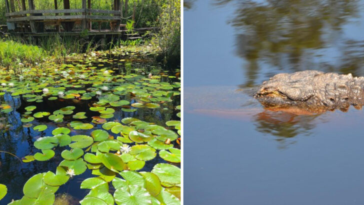 This Georgia Boardwalk Takes You Through a 438,000-Acre Swamp Few People Would Ever Explore
