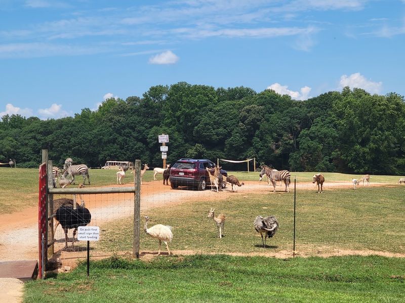 The Drive-Through Safari Experience