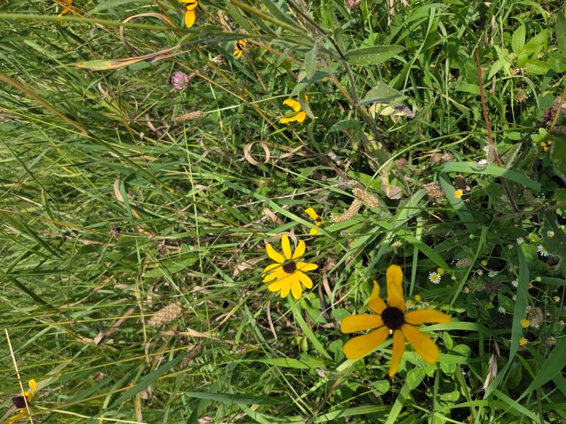 Why Springbrook Feels Like a Wildflower Secret