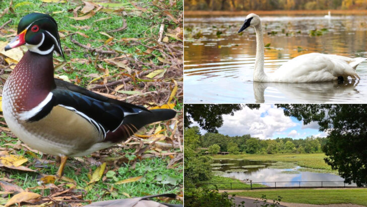 This Michigan Bird Sanctuary Is The Kind Of Hidden Gem You’ll Want To Visit Every Season