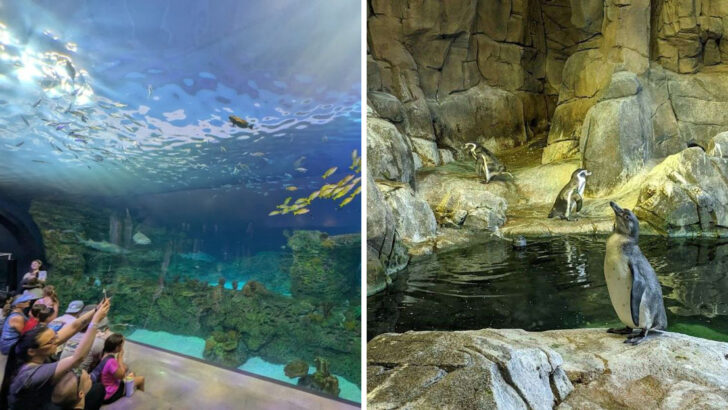 This Missouri Zoo Lets You Camp Overnight, Fall Asleep to Animal Sounds, and Wake Up With the Keepers