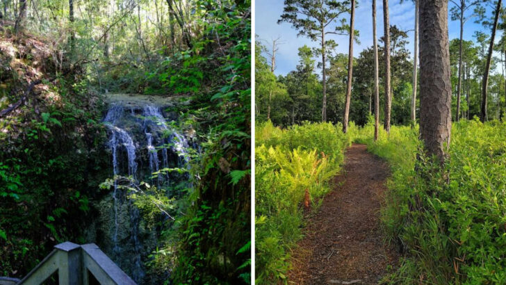 This Simple One-Mile Florida Trail Leads Straight to the State’s Tallest Waterfall