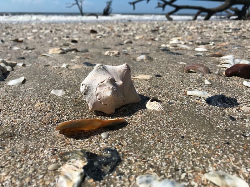 Why Taking Shells Here Carries a $470 Fine