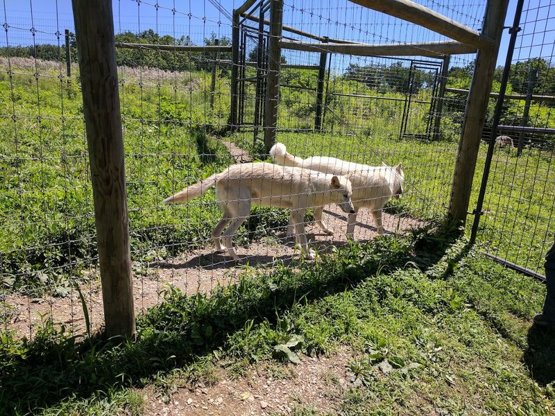 A Rescue Sanctuary Dedicated to Wolves