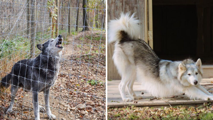 This Wolf Sanctuary in Pennsylvania Offers Closer Encounters With Wolves Than Anywhere Else