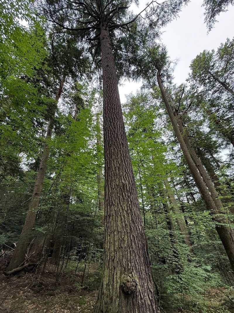 Walk Through One of Pennsylvania's Last Old-Growth Hemlock Forests