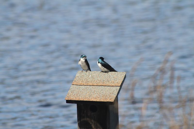 Bashakill Wildlife Management Area