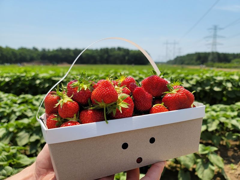 Ward's Berry Farm - Sharon, Norfolk County