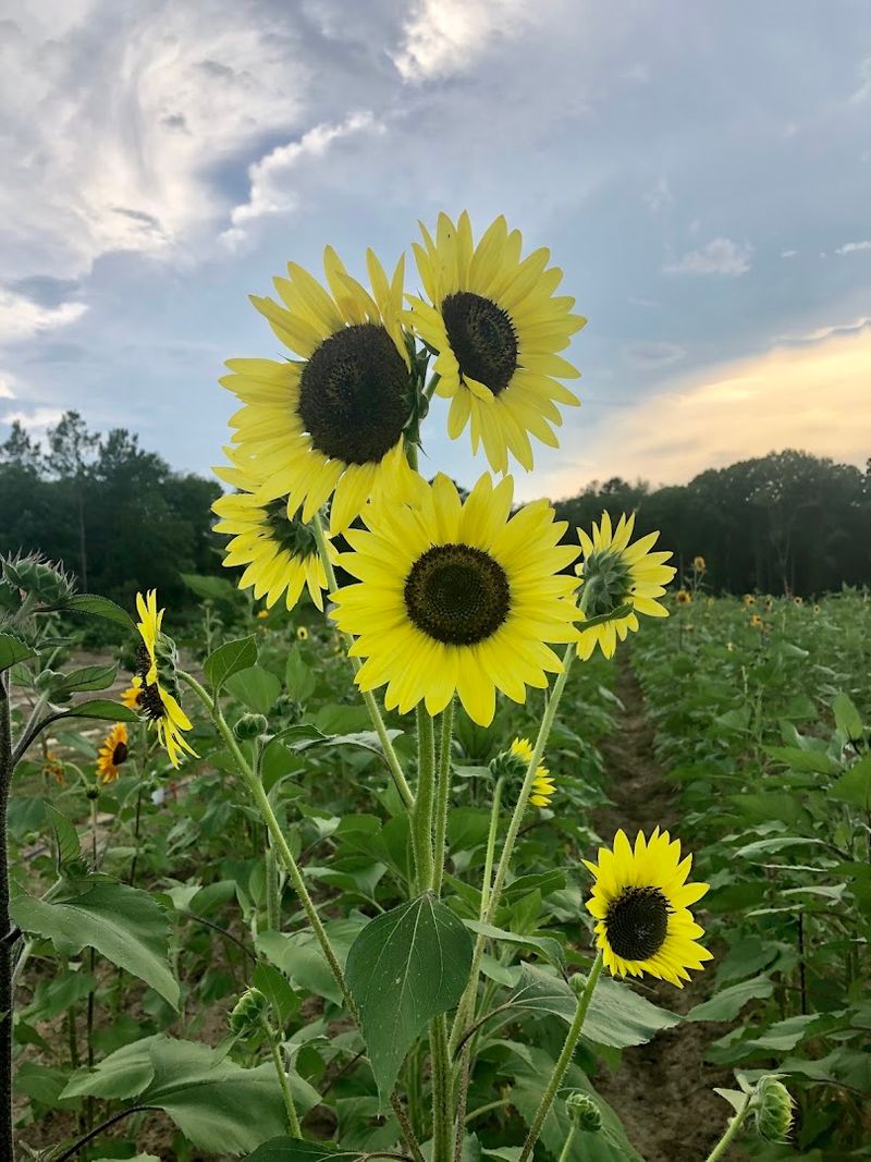 Southern Grace Farms
