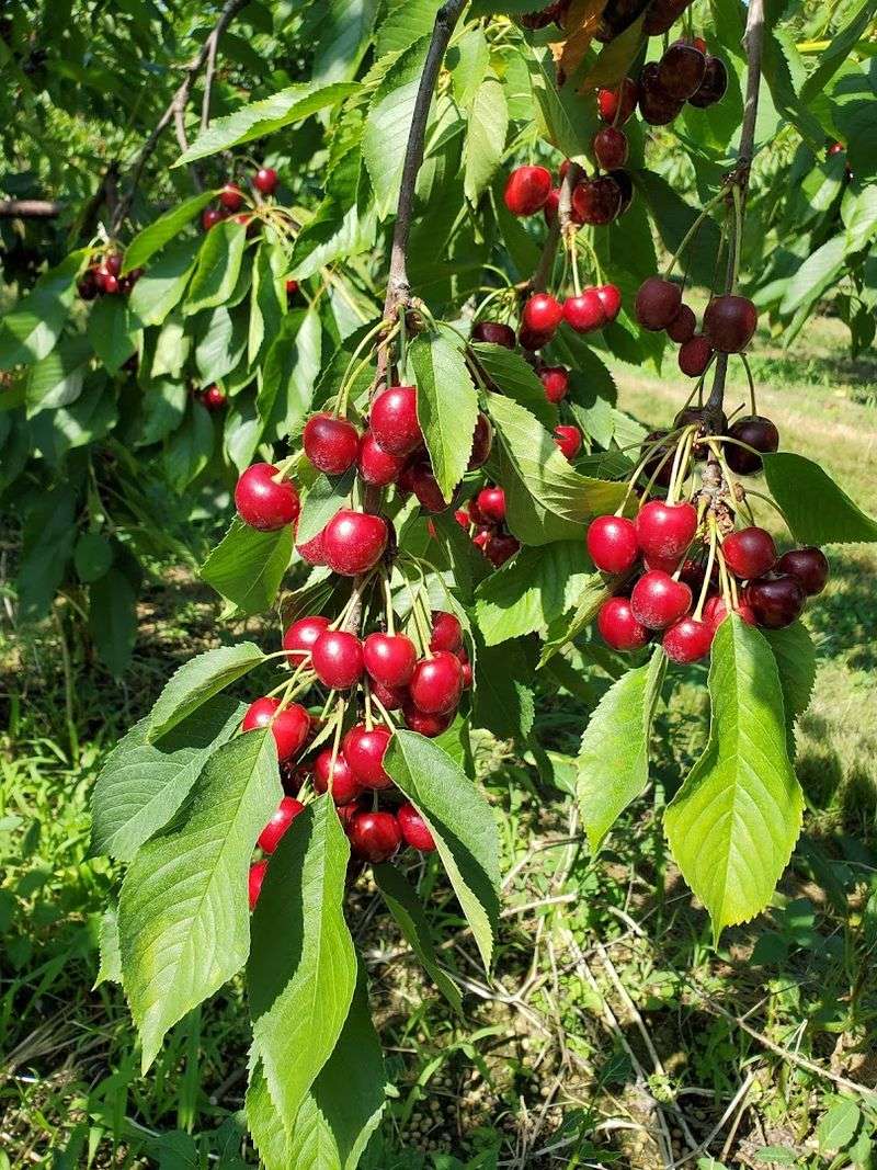 Jollay Orchards, Coloma, Berrien County