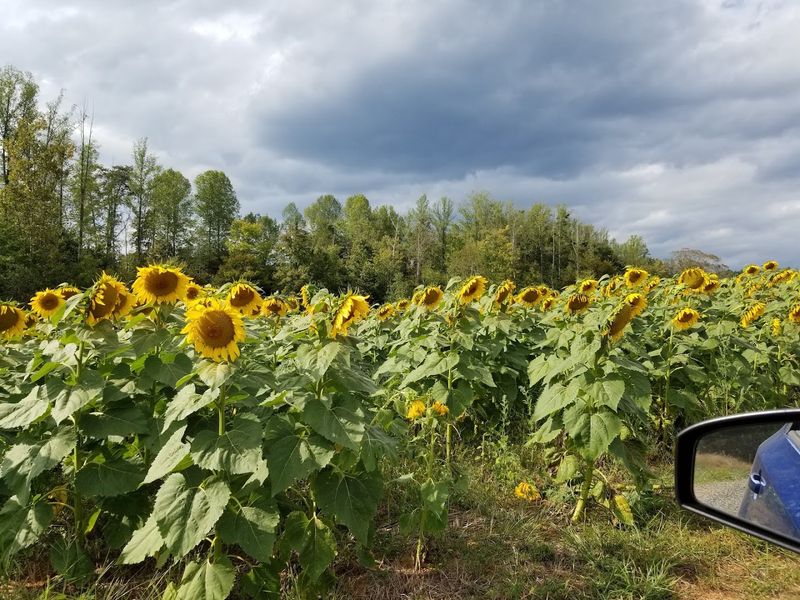 Sun Star Farms