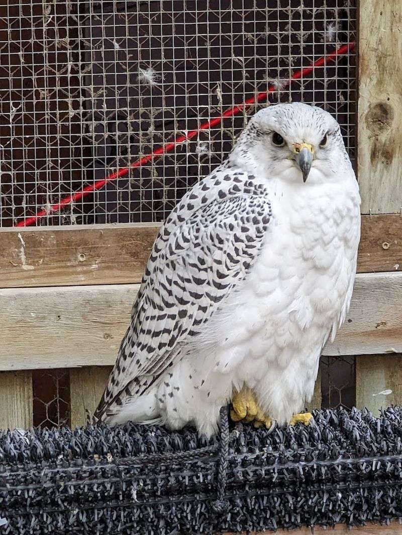 Iowa Raptor Project